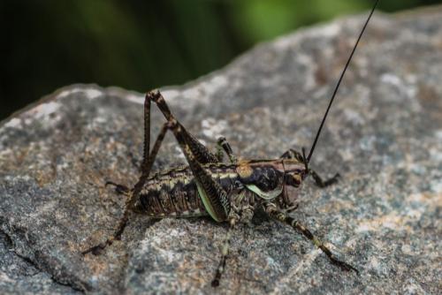 Antaxius pedestris